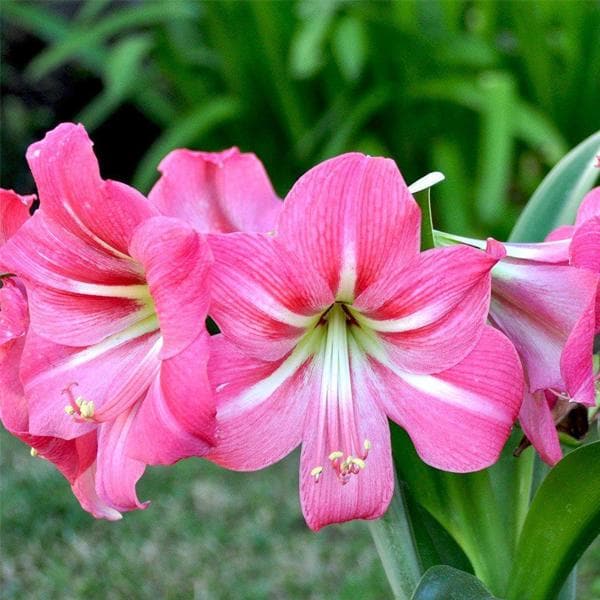 Pink Amaryllis Flower Seeds for Planting – Heirloom Non-GMO High Germination Organic Seeds