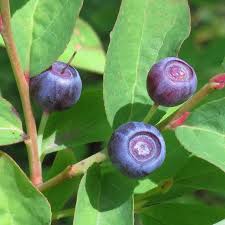 Mountain Huckleberry Seeds for Planting – Heirloom Non-GMO High Germination Organic Garden Seeds