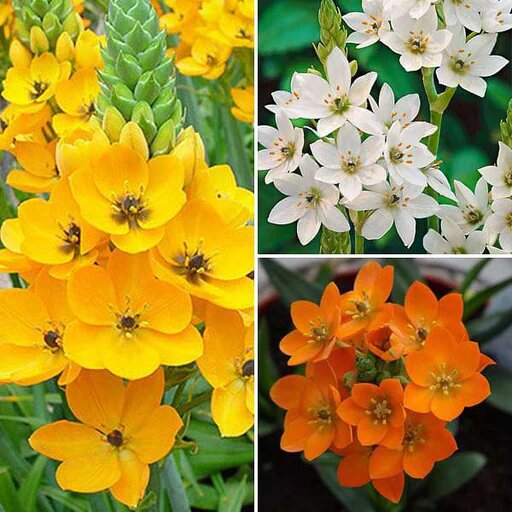 Mixed Chincherinchee Flower Seeds – Heirloom, Non-GMO, High Germination Seeds