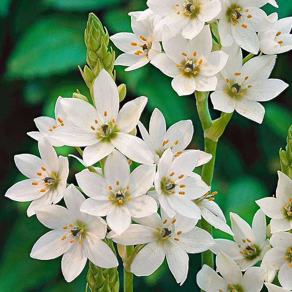 Chincherinchee Flower Seeds White – Heirloom, Non-GMO, High Germination Seeds for Planting