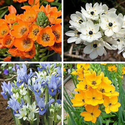 Mixed Chincherinchee Flower Seeds – Heirloom, Non-GMO, High Germination Seeds