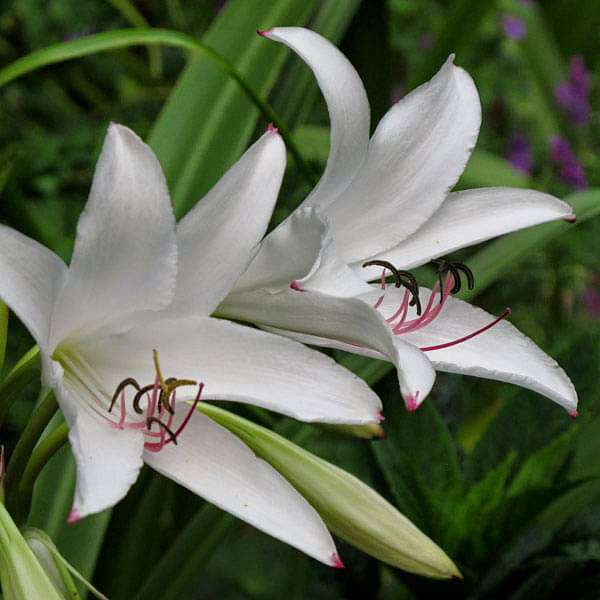 White Crinum Flower Seeds for Planting – Heirloom Non-GMO High Germination Seeds