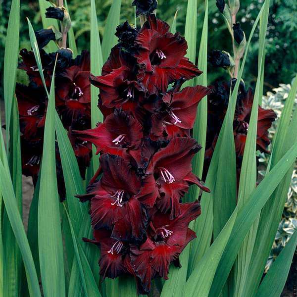 Maroon Gladiolus Flower Seeds – Heirloom, Non-GMO, High Germination Seeds