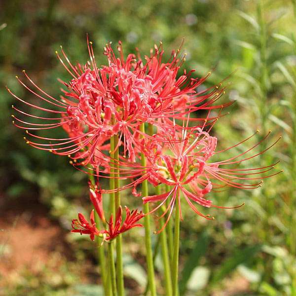 Higanbana Flower Seeds – Heirloom, Non-GMO, High Germination Seeds