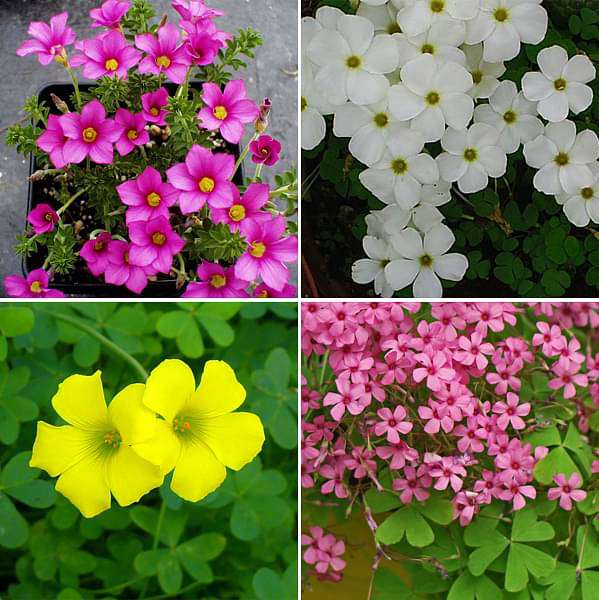 Mixed Oxalis Flower Seeds – Heirloom Non-GMO High Germination Seeds