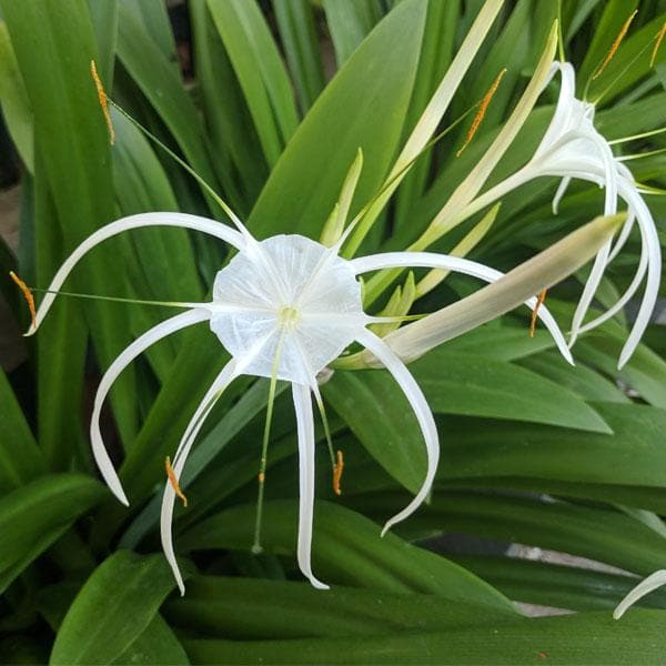 Semillas de Crinum Blancas para Sembrar – Semillas Herencia No Modificadas Genéticamente de Alta Germinación