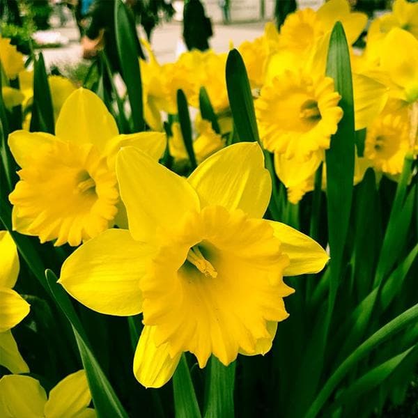 Daffodil Flower Seeds Yellow for Planting – Heirloom Non-GMO High Germination Seeds