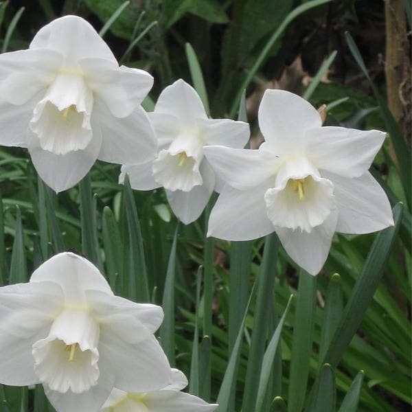 Daffodils Flower Seeds White – Heirloom Non-GMO High Germination Seeds