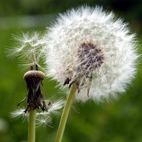 Dandelion Flower Seeds – Heirloom, Non-GMO, High Germination Organic Garden Seeds