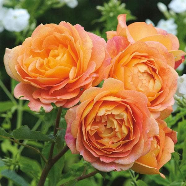 Orange Floribunda Flower Seeds – Heirloom, Non-GMO, High Germination Organic Seeds