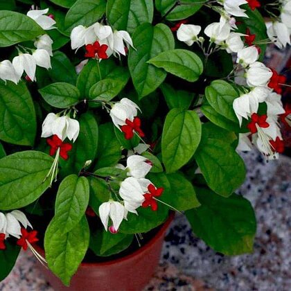 Clerodendrum Thomsoniae Flower Seeds for Planting – Heirloom Non-GMO High Germination