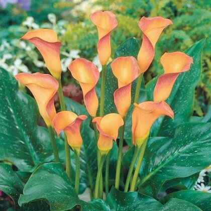 Orange Aethiopica Calla Lilly Flower Seeds – Heirloom, Non-GMO, High Germination Seeds