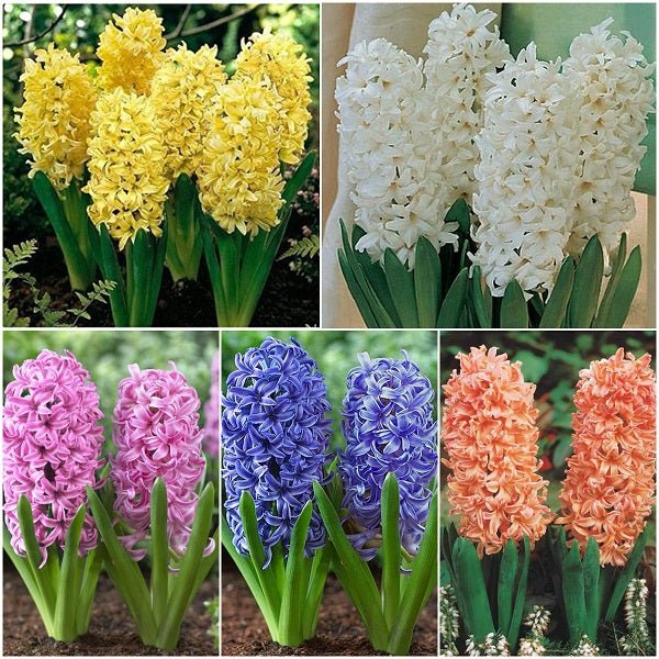 Hyacinthus Flower Seeds Mixed – Heirloom, Non-GMO, High Germination Seeds
