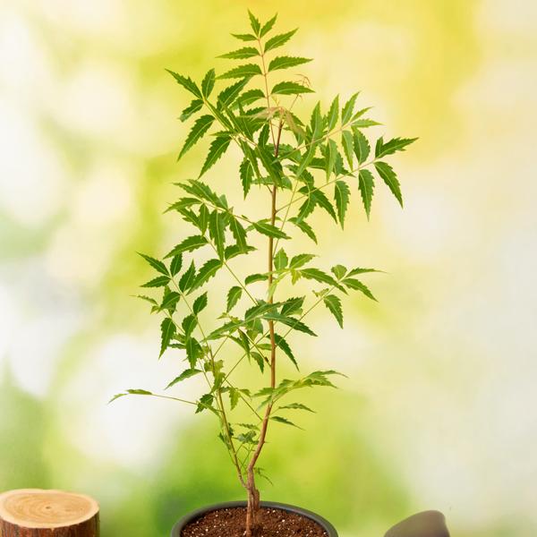 Neem Tree Seeds – Heirloom, Non-GMO, High Germination, Organic Garden Seeds