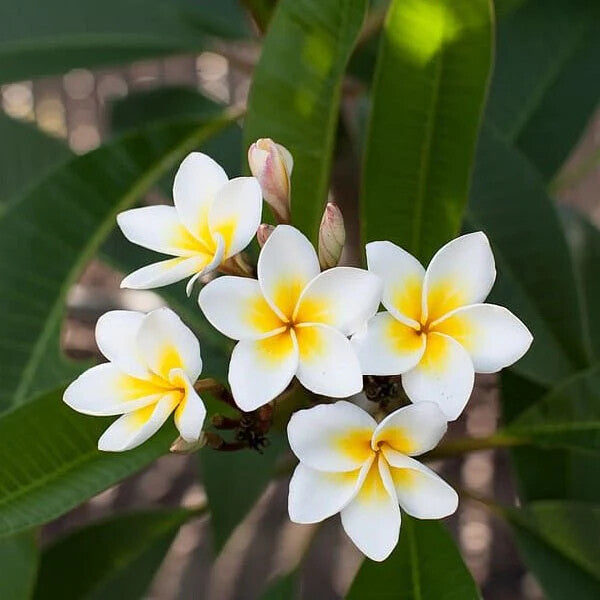 White Plumeria Flower Seeds for Planting – Heirloom, Non-GMO, High Germination