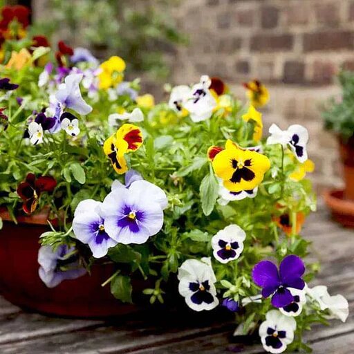 Heavenly Pansy Flower Seeds Stratified – Heirloom, Non-GMO, High Germination Seeds