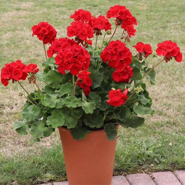 Red Geranium Flower Seeds Heirloom Non-GMO High Germination Seeds