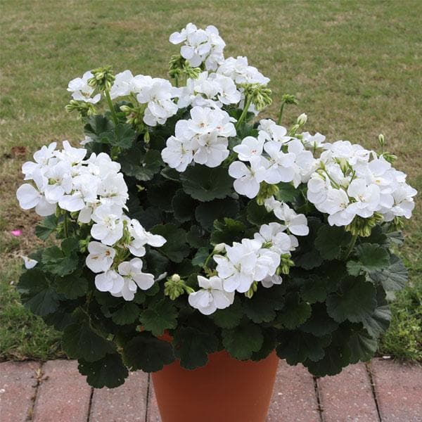 White Geranium Flower Seeds Heirloom Non-GMO High Germination Organic Garden Seeds for Planting