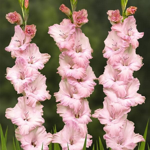Semillas de flores de gladiolo rosado – Herencia, no transgénicas, semillas orgánicas de alta germinación para sembrar