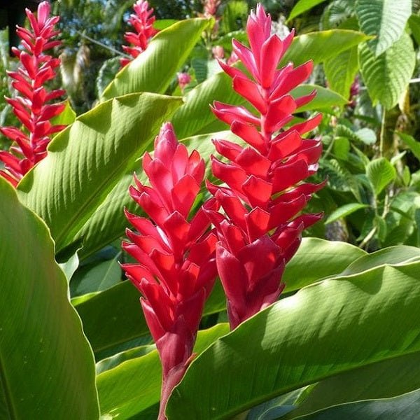 Heliconia Flower Seeds Red – Heirloom, Non-GMO, High Germination Seeds