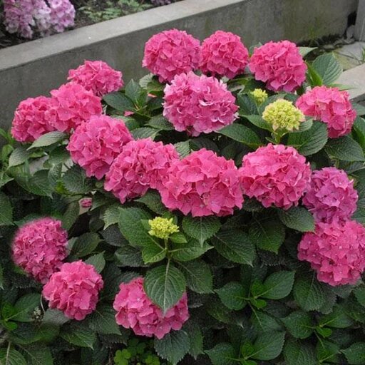 Semillas de Flor de Macrófilla Rosa – Herencia No-GMO Alta Germinación