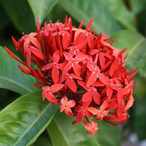 Ixora Flower Seeds Red – Heirloom, Non-GMO, High Germination Seeds for Planting
