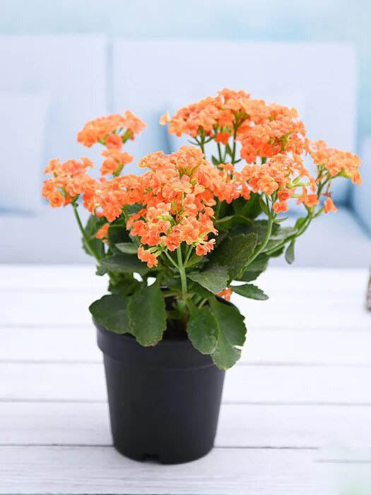 Orange Kalanchoe Flower Seeds – Heirloom, Non-GMO, High Germination Seeds