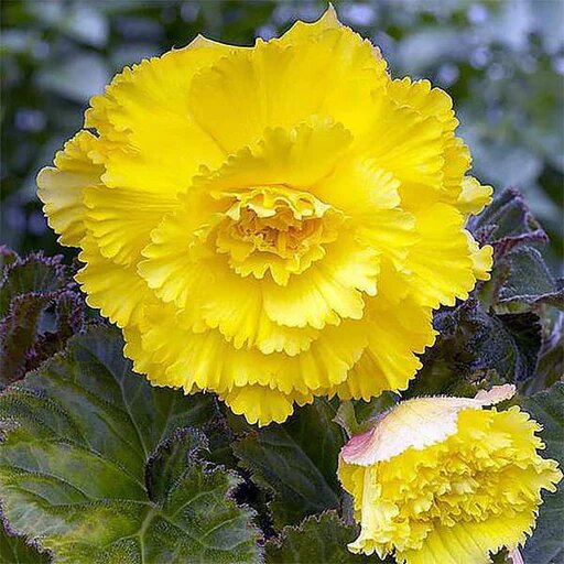 Yellow Carnation Flower Seeds – Heirloom, Non-GMO, High Germination Organic Garden Seeds