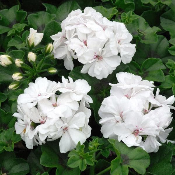 White Geranium Flower Seeds – Heirloom, Non-GMO, High Germination Seeds for Planting