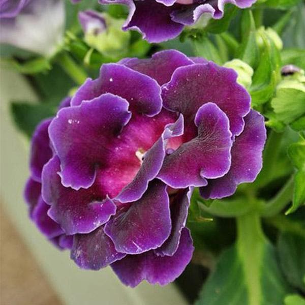 Dark Violet Sinningia Gloxinia Flower Seeds – Heirloom Non-GMO High Germination