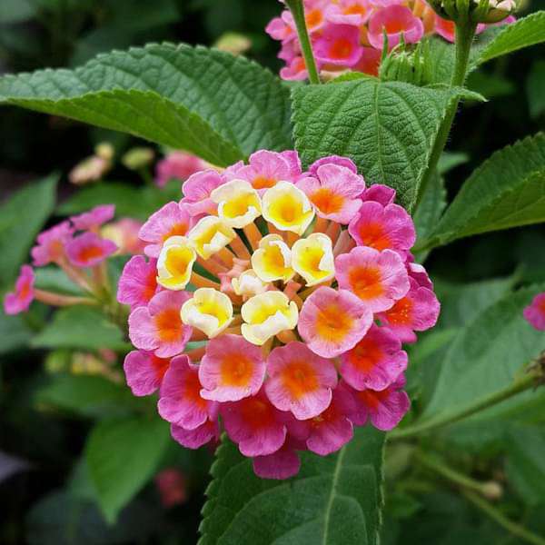 Pink Yellow Lantana Flower Seeds – Heirloom Non-GMO High Germination Seeds