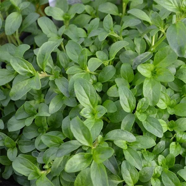 Green Pennyroyal herb seeds