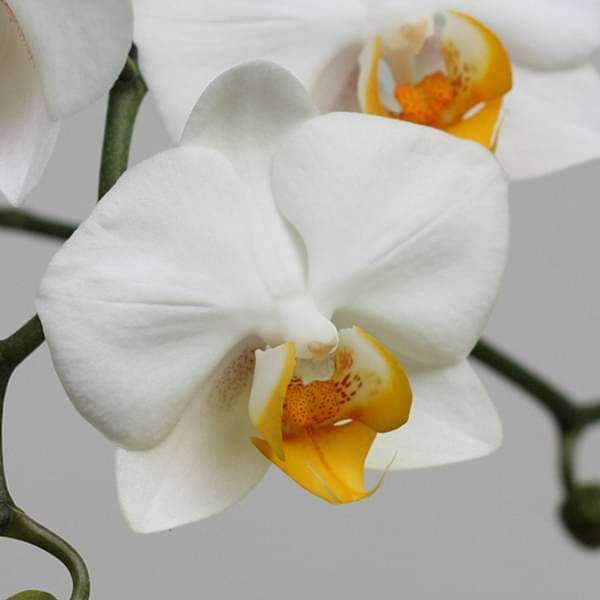 Orchid Flower Seeds White – Heirloom, Non-GMO, High Germination Seeds