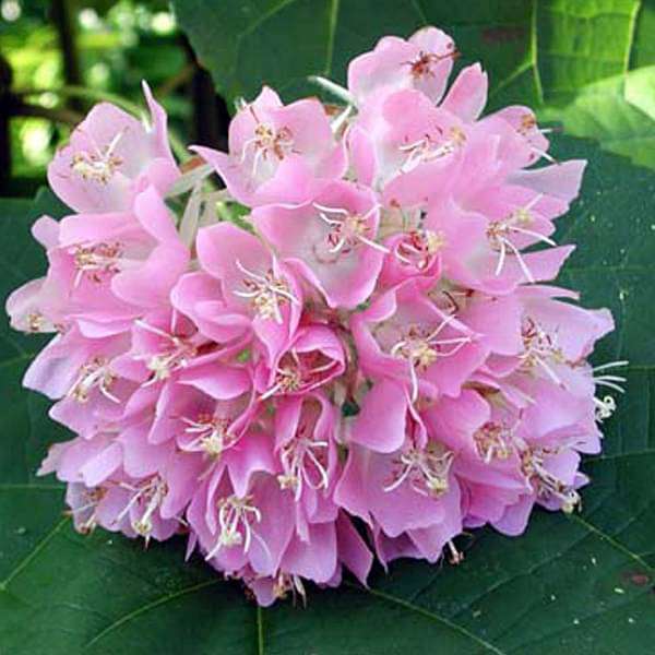 Dombeya Flower Seeds Pink – Heirloom Non-GMO High Germination Seeds for Planting