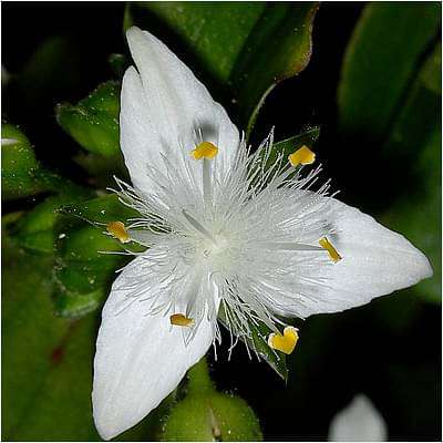 Weiße Tradescantia Fluminensis Blumensamen – Heirloom, gentechnikfrei, keimstark, biologische Samen