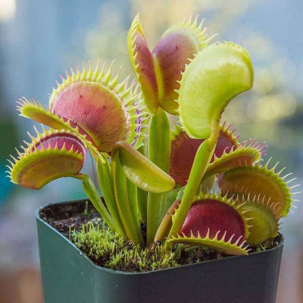 Insectivorous Plant herb seeds
