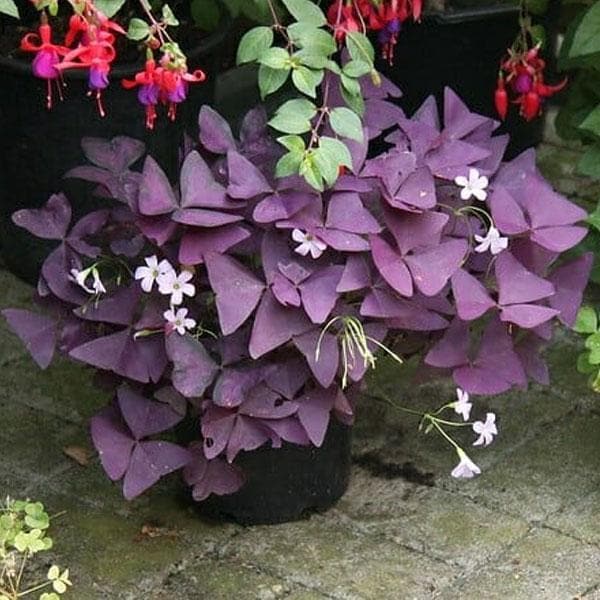 Semillas de flores de Oxalis morado – Semillas de jardín orgánicas reliquia, sin OMG, de alta germinación para plantar