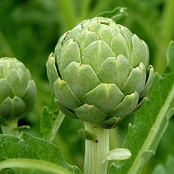 Globe Artichoke Green Globe Seeds for Planting – Heirloom Organic High Yield Seeds