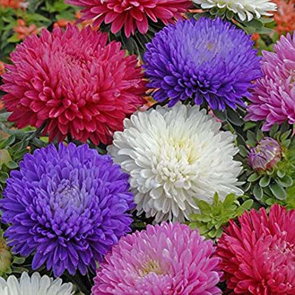Aster Mixed Flower Seeds for Planting – Heirloom Non-GMO High Germination Organic SeedsAster Mixed Flower Seeds for Planting – Heirloom Non-GMO High Germination Organic Seeds
