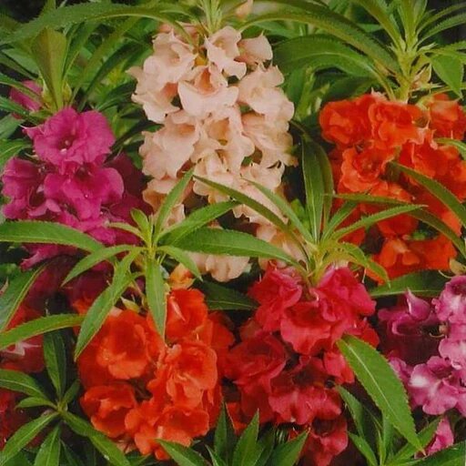 Mixed Dipladenia Flower Seeds – Heirloom, Non-GMO, High Germination Seeds