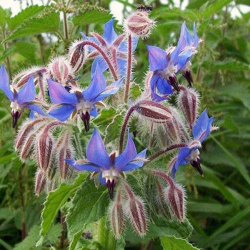 Borage Flower Seeds – Heirloom, Non-GMO, High Germination Organic Garden Seeds for Planting