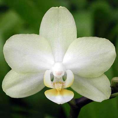 Orchid Flower Seeds White – Heirloom, Non-GMO, High Germination Seeds