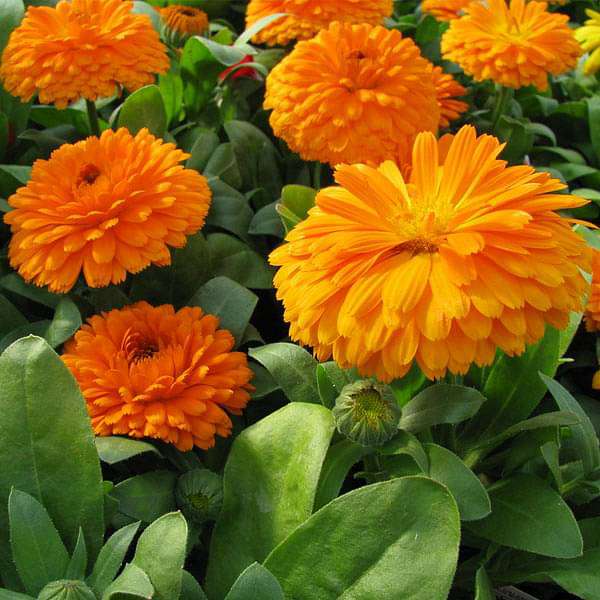 Semillas de flores de caléndula officinalis naranjas – Semillas de jardín orgánicas de reliquia, no transgénicas y de alta germinación para sembrar