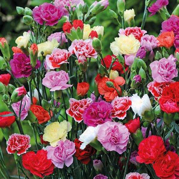 Mixed Carnation Flower Seeds – Heirloom, Non-GMO,High Germination Seeds