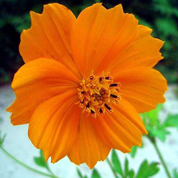 Orange Chamaelaucium Flower Seeds – Heirloom, Non-GMO, High Germination Seeds