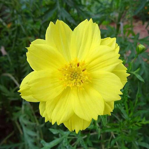 Cosmos Flower Seeds Yellow for Planting – Heirloom Non-GMO High Germination Seeds