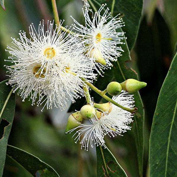 Eucalyptus Flower Seeds for Planting – Heirloom, Non-GMO, High Germination Seeds