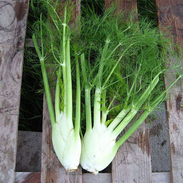 Fennel Plant Seeds – Heirloom, Non-GMO, High Germination Garden Seeds for Planting