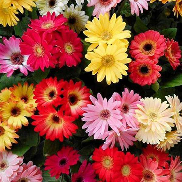 Gerbera Daisy Flower Seeds – Heirloom, Non-GMO, High Germination Seeds