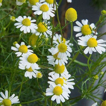 Semillas de manzanilla blanca – Semillas tradicionales sin OMG de alta germinación para plantar